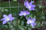 Clematis 'Dianna's Delight - Evipo' - 001